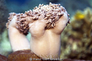 Brain Corals
 Alzheimer? Brains? Use it or loose it, 
w... by Hans-Gert Broeder 